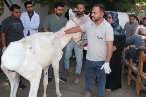 استمرار سلسلة القوافل البيطرية بالمستشفى البيطري التعليمي بكلية الطب البيطري – جامعة بنها