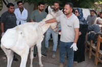 استمرار سلسلة القوافل البيطرية بالمستشفى البيطري التعليمي بكلية الطب البيطري – جامعة بنها