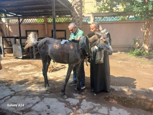 مؤسسة الجسر المصري للإعلام والتنمية تشارك في تدريب طلاب كلية الطب البيطري بالمستشفى البيطري التعليمي