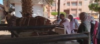 أسبوع جديد من العطاء داخل المستشفى البيطري التعليمي بجامعة بنها