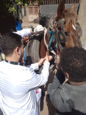 كلية الطب البيطري تنظم قافلة بيطرية مجانية بقرية طنان مركز قليوب