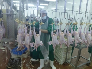 زيارة ميدانية تدريبية لطلاب الامتياز بكلية الطب البيطري – جامعة بنها إلى مجزر شيفوز للدواجن بقويسنا