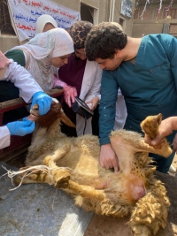 كلية الطب البيطري تنظم قافلة بيطرية مجانية بقرية منية السباع مركز بنها