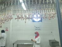 **زيارة ميدانية لمجزر الدواجن وشركة الرواد للحوم والدواجن بقويسنا**