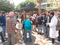 إستمرار تنفيذ ااقوافل البيطرية داخل المستشفى البيطري التعليمي بالكلية