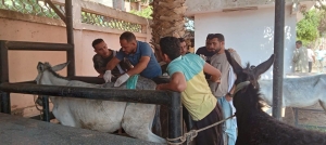 المستشفى البيطري التعليمي بجامعة بنها تواصل استقبال الحالات وتقديم خدماتها الطبية