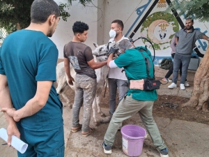 إستمرار تنظيم القوافل البيطرية داخل المستشفى البيطري التعليمي بالكلية بالتعاون مع مؤسسة الجسر المصري للإعلام والتنمية